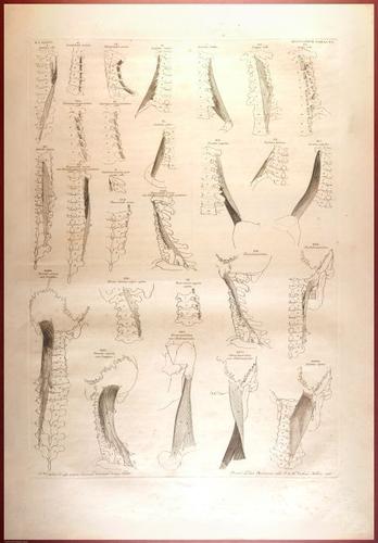 E488 - Albinus Anatomy - 0832
