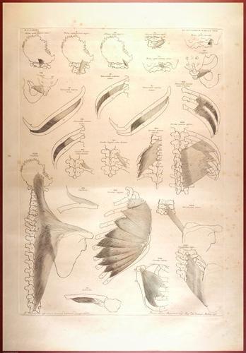 E488 - Albinus Anatomy - 0833