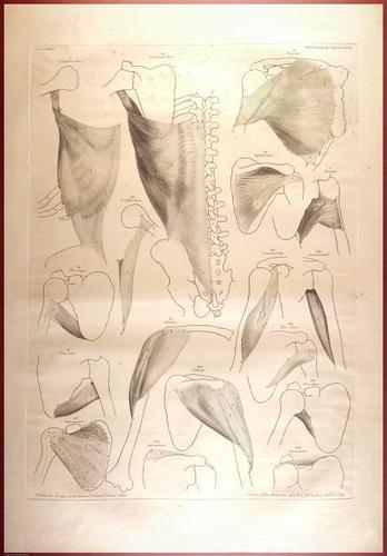 E488 - Albinus Anatomy - 0834