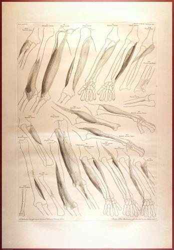 E488 - Albinus Anatomy - 0835