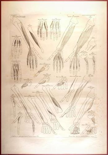 E488 - Albinus Anatomy - 0836