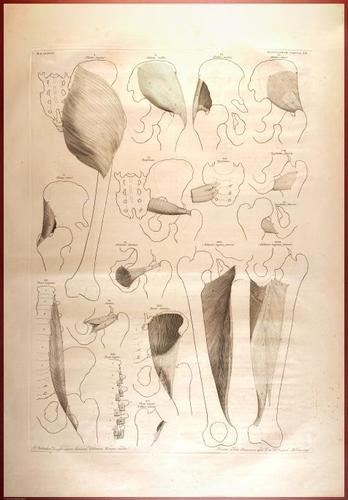 E488 - Albinus Anatomy - 0837