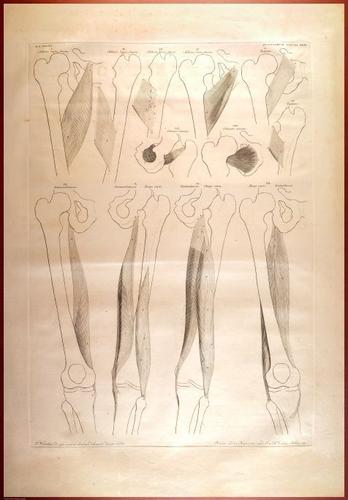 E488 - Albinus Anatomy - 0838