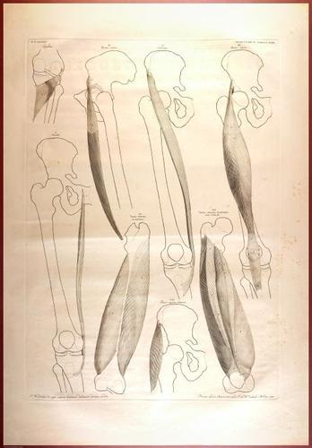 E488 - Albinus Anatomy - 0839