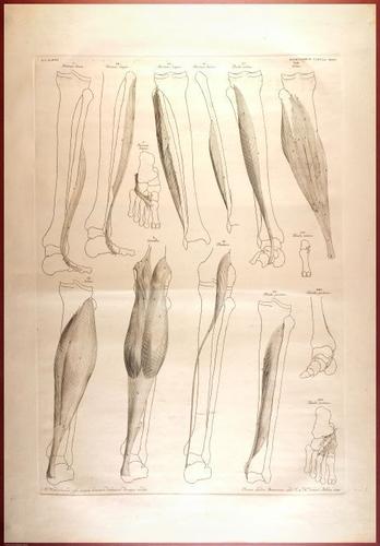 E488 - Albinus Anatomy - 0840