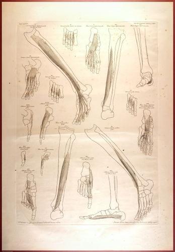 E488 - Albinus Anatomy - 0841