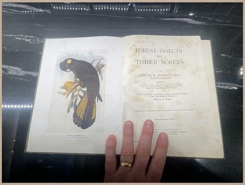 E499 - Forest Insects - 1927 - 8551