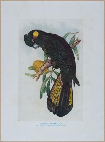 E499 - Forest Insects - 1927 - 20709