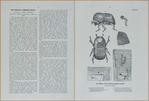 E499 - Forest Insects - 1927 - 20726-20727