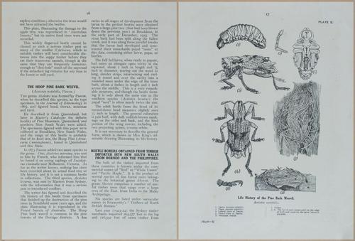 E499 - Forest Insects - 1927 - 20728-20729