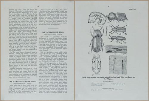 E499 - Forest Insects - 1927 - 20730-20731
