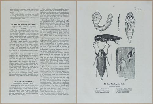 E499 - Forest Insects - 1927 - 20732-20733