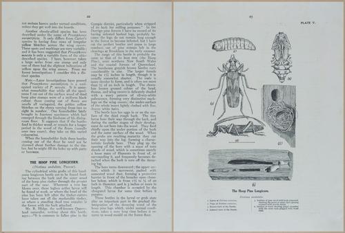 E499 - Forest Insects - 1927 - 20734-20735
