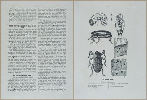 E499 - Forest Insects - 1927 - 20736-20737