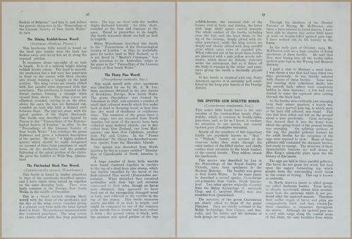 E499 - Forest Insects - 1927 - 20738-20739