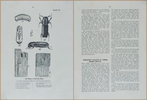 E499 - Forest Insects - 1927 - 20740-20741