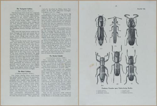E499 - Forest Insects - 1927 - 20742-20743