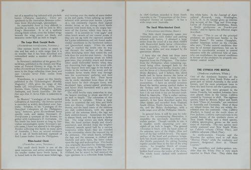 E499 - Forest Insects - 1927 - 20744-20745