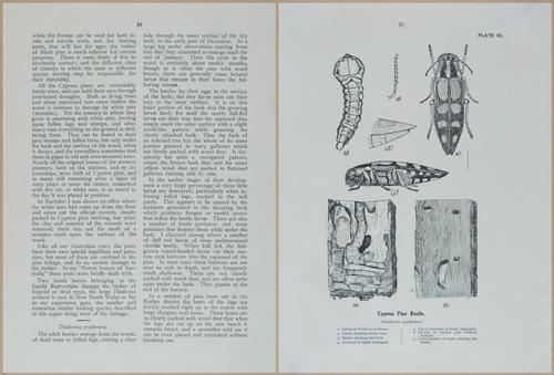 E499 - Forest Insects - 1927 - 20746-20747