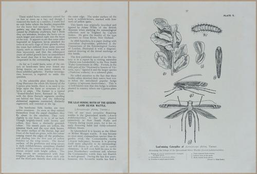 E499 - Forest Insects - 1927 - 20748-20749