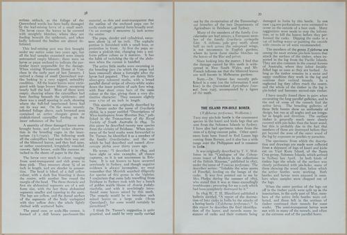 E499 - Forest Insects - 1927 - 20750-20751