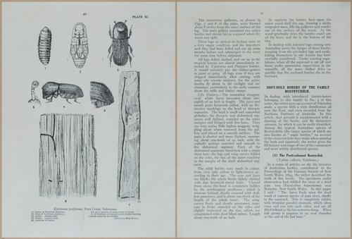 E499 - Forest Insects - 1927 - 20752-20753