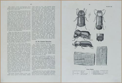 E499 - Forest Insects - 1927 - 20754-20755