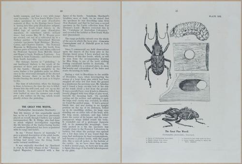 E499 - Forest Insects - 1927 - 20756-20757