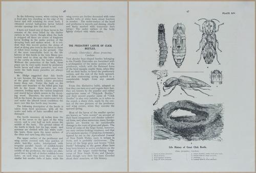 E499 - Forest Insects - 1927 - 20758-20759