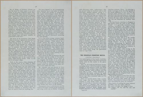 E499 - Forest Insects - 1927 - 20760-20761