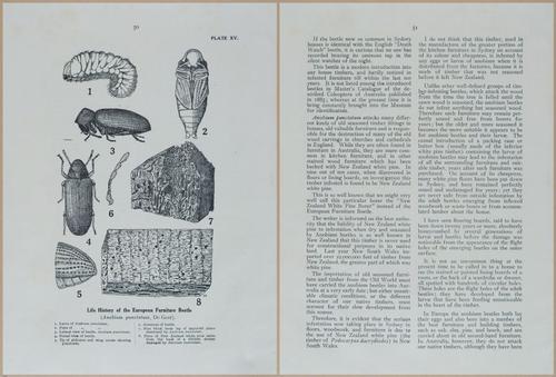 E499 - Forest Insects - 1927 - 20762-20763