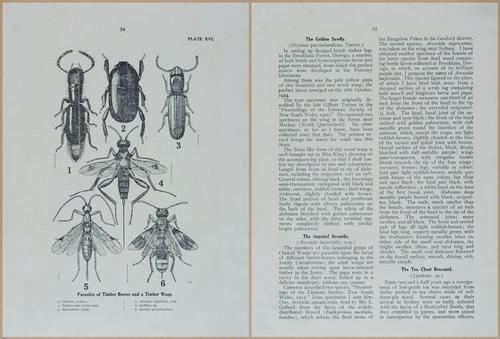 E499 - Forest Insects - 1927 - 20766-20767