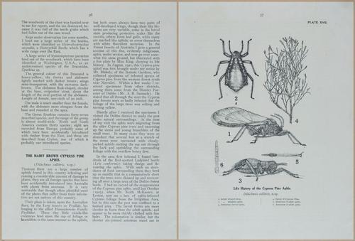 E499 - Forest Insects - 1927 - 20768-20769
