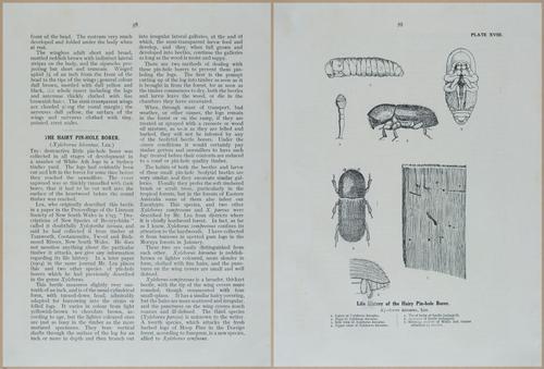 E499 - Forest Insects - 1927 - 20770-20771
