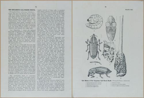 E499 - Forest Insects - 1927 - 20772-20773
