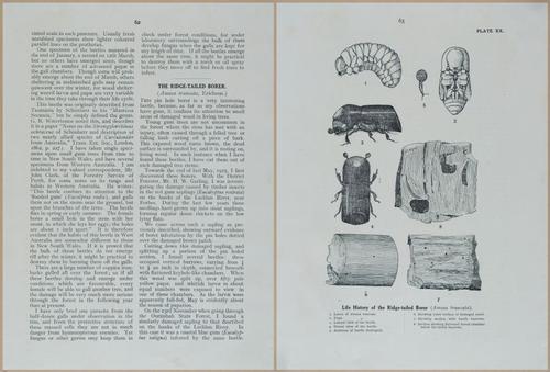 E499 - Forest Insects - 1927 - 20774-20775