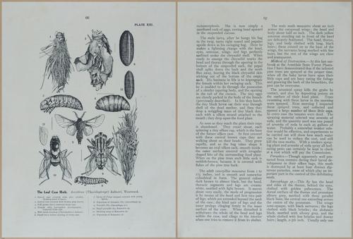 E499 - Forest Insects - 1927 - 20778-20779