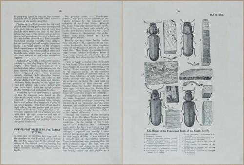 E499 - Forest Insects - 1927 - 20780-20781