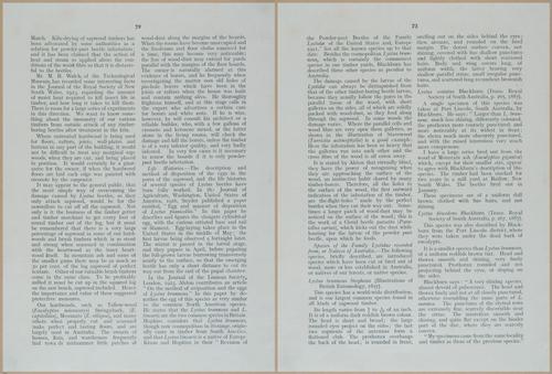 E499 - Forest Insects - 1927 - 20784-20785