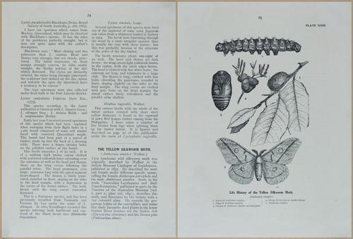 E499 - Forest Insects - 1927 - 20786-20787
