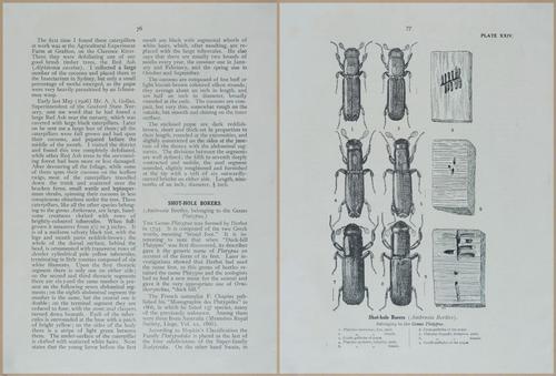 E499 - Forest Insects - 1927 - 20788-20789