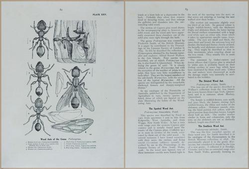 E499 - Forest Insects - 1927 - 20794-20795