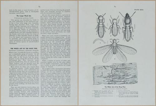 E499 - Forest Insects - 1927 - 20796-20797