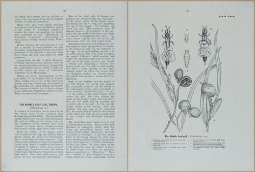 E499 - Forest Insects - 1927 - 20798-20799