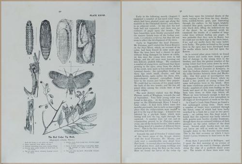 E499 - Forest Insects - 1927 - 20802-20803
