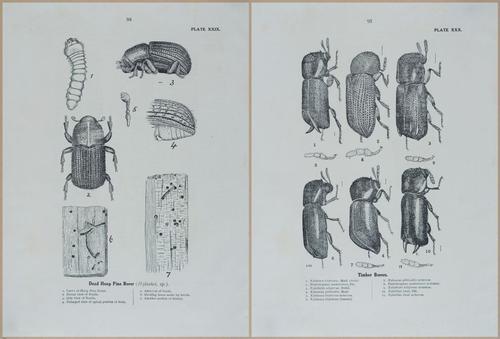E499 - Forest Insects - 1927 - 20806-20807