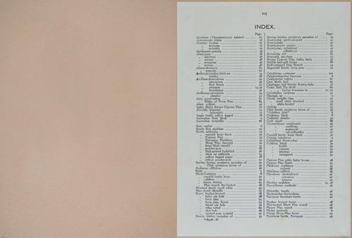 E499 - Forest Insects - 1927 - 20816