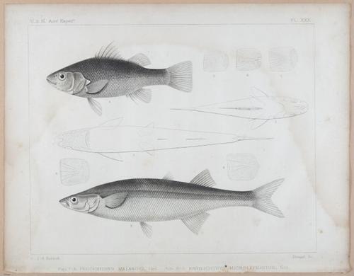 E496 - US Naval Exp 2 - i23492