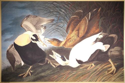 E497 - Audubon Elephant Folio Size Reprodutions - i0772