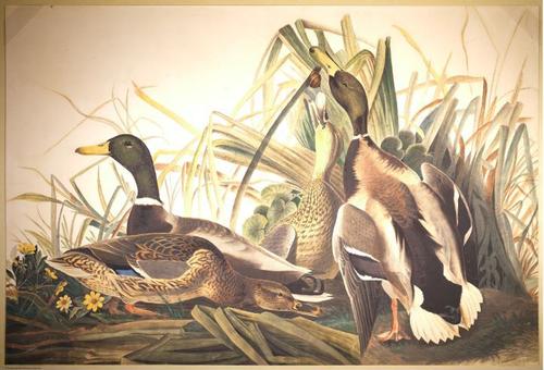 E497 - Audubon Elephant Folio Size Reprodutions - i0775